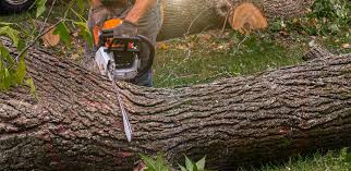 Maryland Heights, MO Tree Services Company