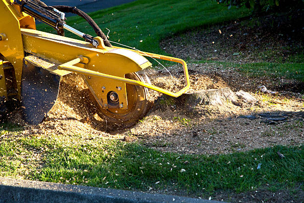 How Our Tree Care Process Works  in Maryland Heights, MO